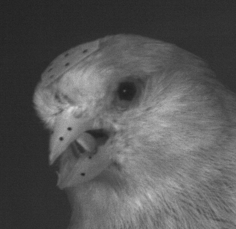 Photo of a canary cracking a hemp seed.