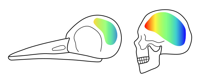 The orientation of the brain helps the woodpecker to reduce the pressure acting on the brain. Diagram: Maja Mielke.