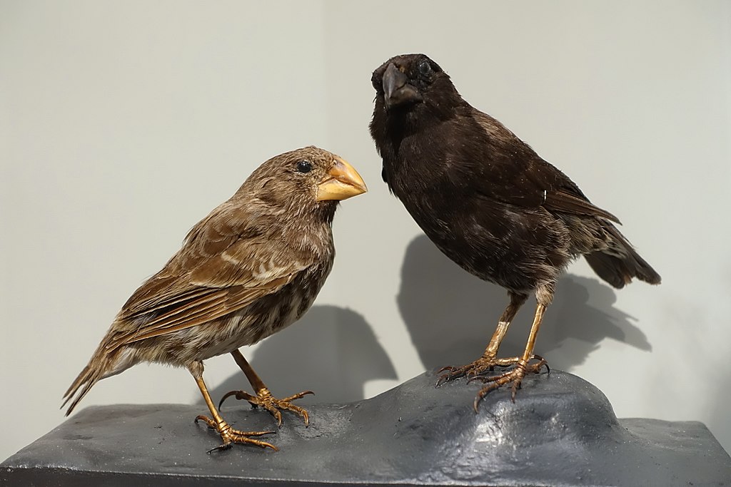 Photo of two Medium Ground Finches