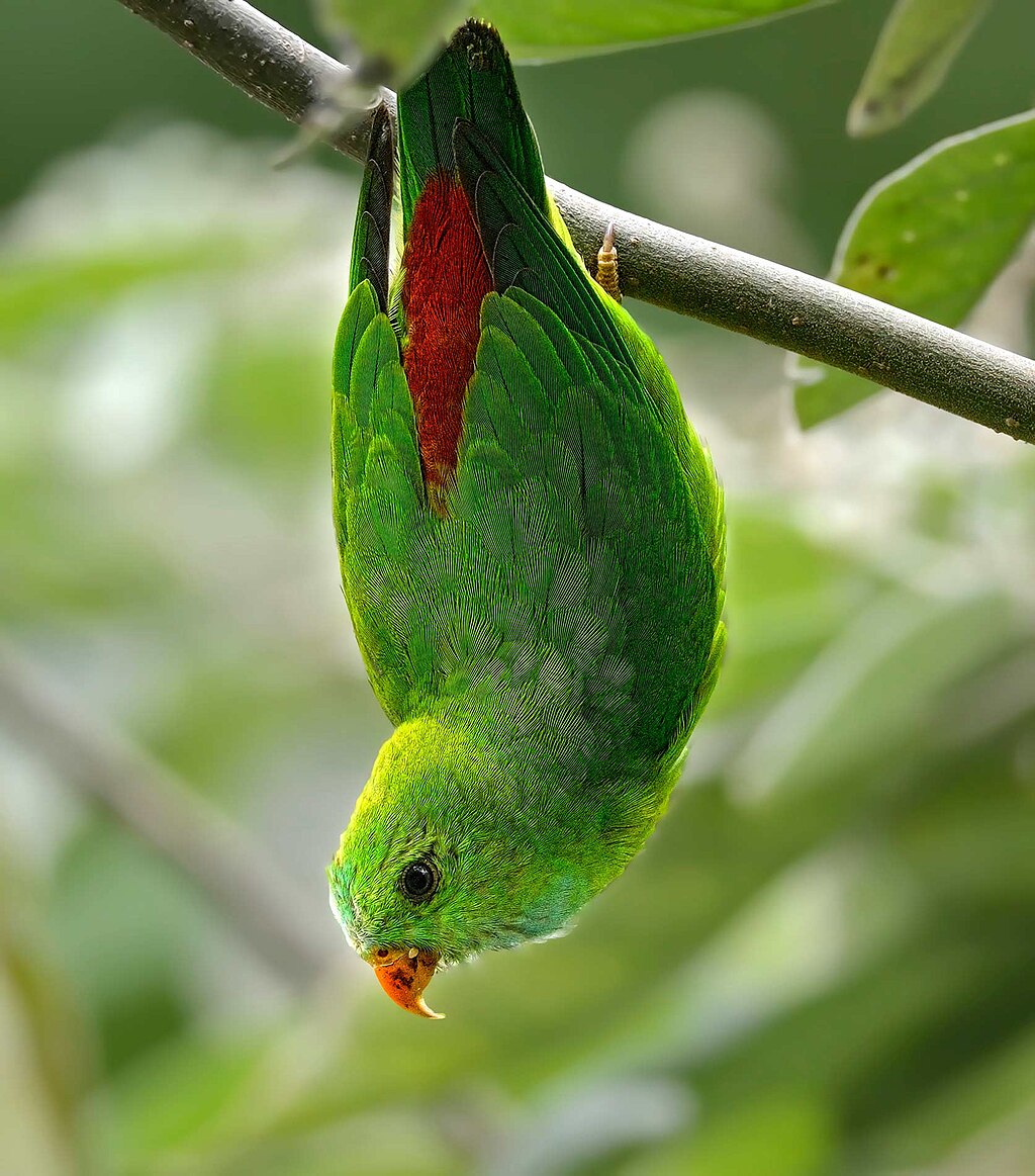 Photo of a Vernal Hanging Parrot hanging upside down from a branch.