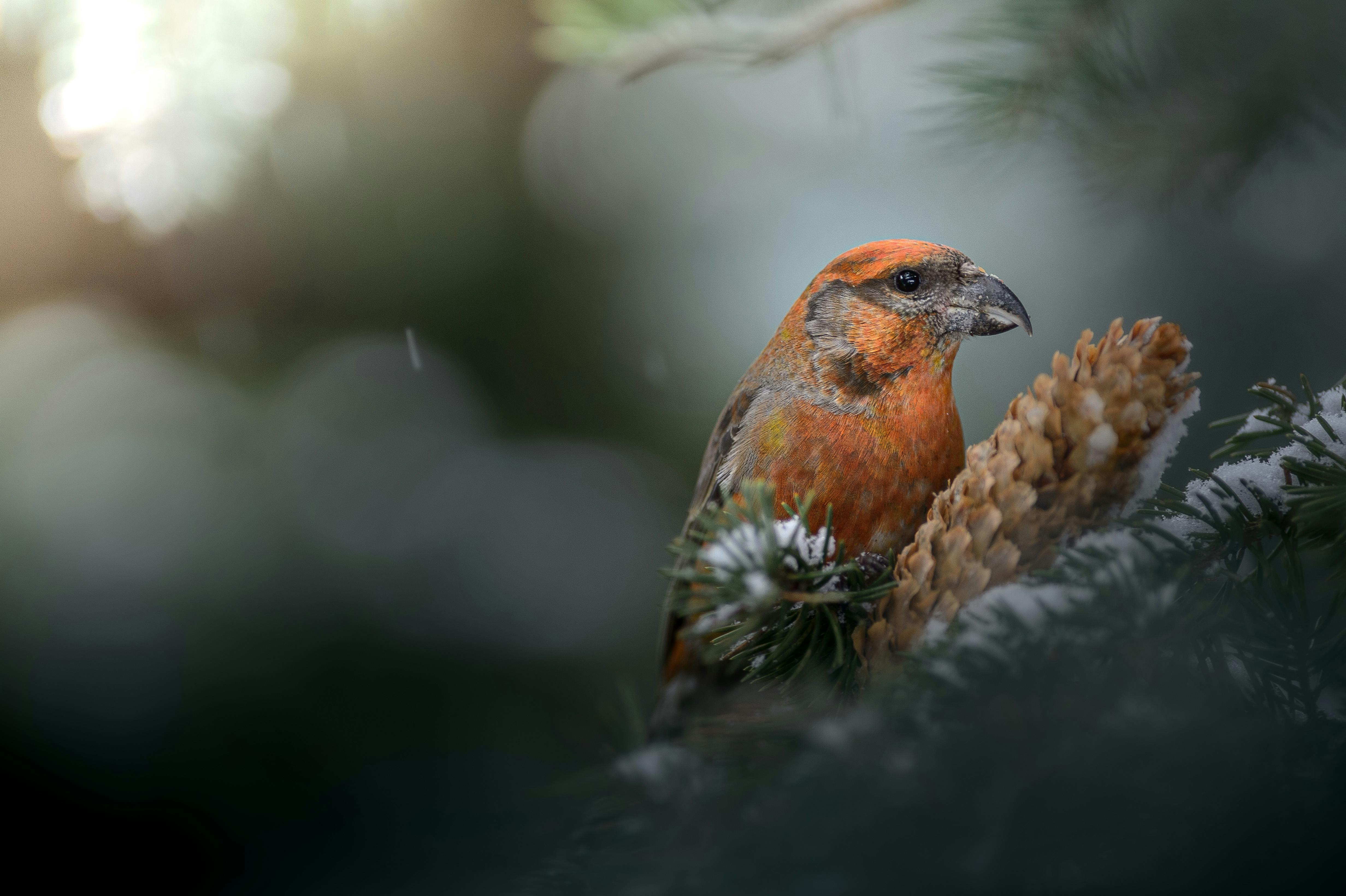 Photo of a Red crossbill sitting in a conifer tree next to a cone.